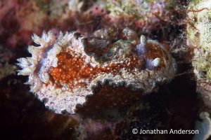 Girdled Glossodoris