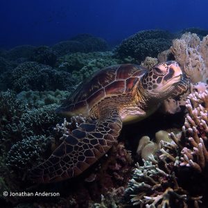 Green Turtle