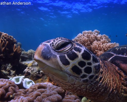 Green Turtle