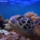 Green Turtle
