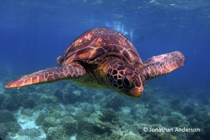 Green Turtle - two scutes between the eyes