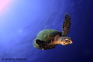 Hawksbill Turtle