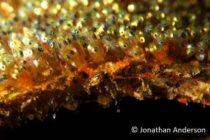 Saddleback Anemonefish Eggs