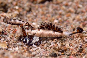 Orange and Black Dragonet