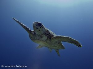 Hawksbill Male - deep indentation in the chest, and a big tail