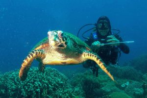 The Marlon with a Turtle