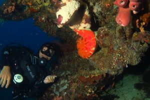 The Marlon finds a Spanish Dancer